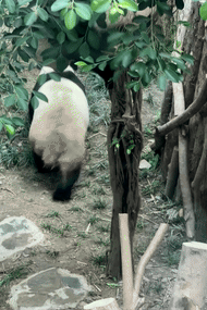Panda animation